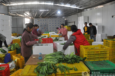 进大棚查隐患 保障“菜篮子”助农增收