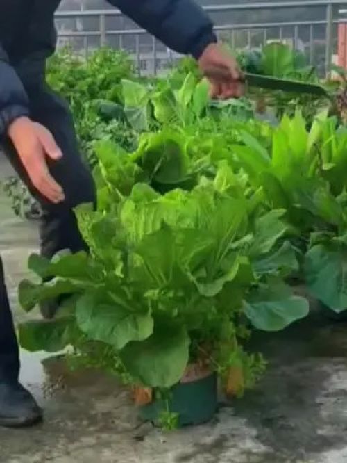 深耕绿色生态农业，打造优质农产品新未来