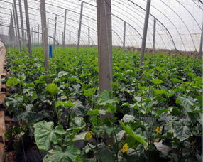 日用品 文明进程中的日常印记与生活智慧